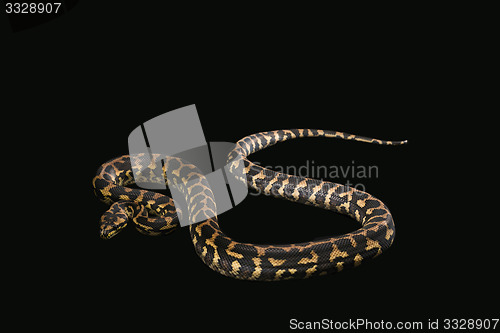 Image of The male morelia spilota harrisoni python on black background