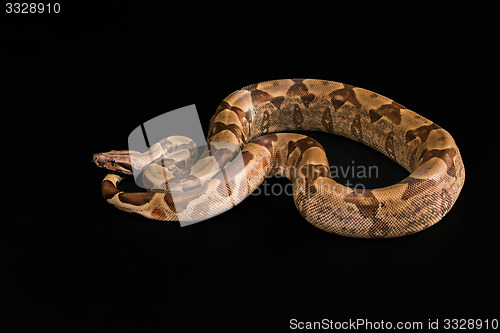 Image of Boa constrictors  isolated on black background