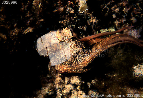 Image of Common Octopus in the Mediterranean Sea. Octopus Vulgaris.