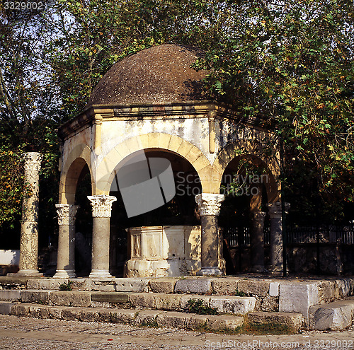 Image of The Plane Tree of Hippocrates. Platanus orientalis.