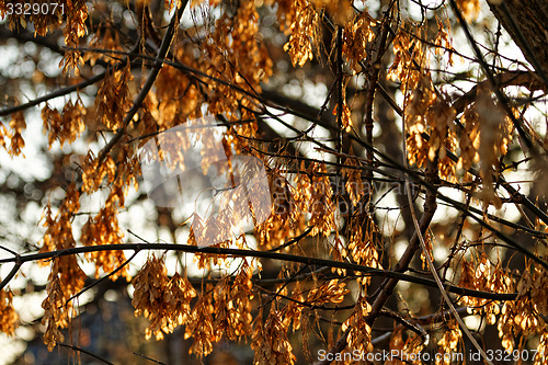 Image of Dry acacia leaves