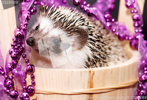 Image of A cute little hedgehog - ( African white- bellied hedgehog )