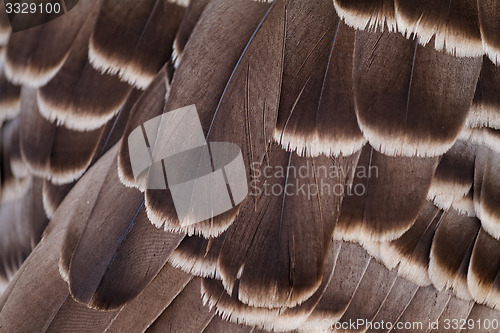 Image of Feathers
