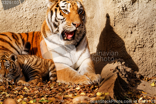 Image of Tiger mum