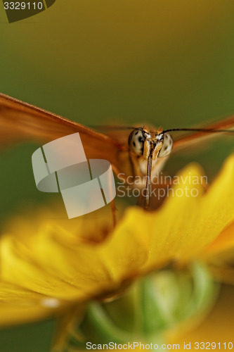 Image of Orange butterfly