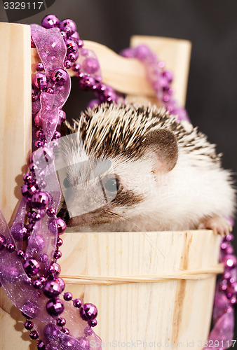 Image of A cute little hedgehog - ( African white- bellied hedgehog )