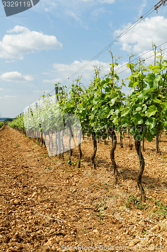 Image of Tokay grapes