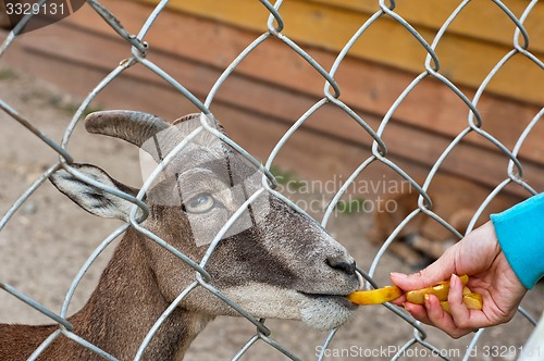 Image of feeding goat