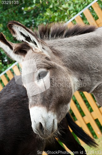 Image of Donkey