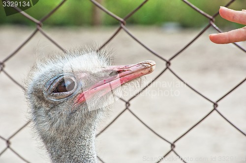 Image of ostrich