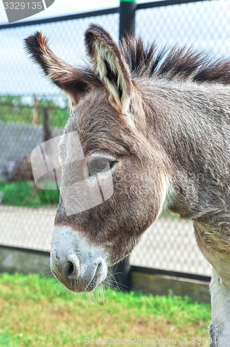 Image of Donkey