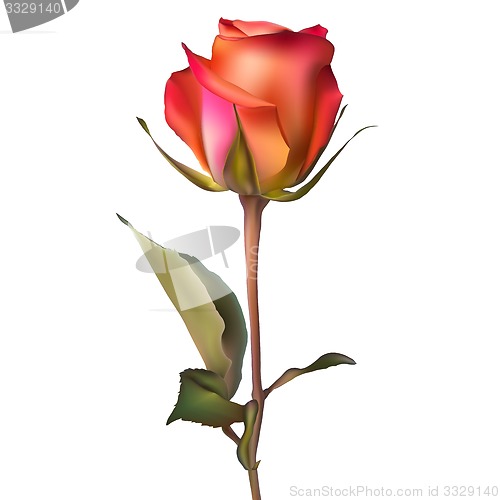 Image of Orange red Rose. EPS 10