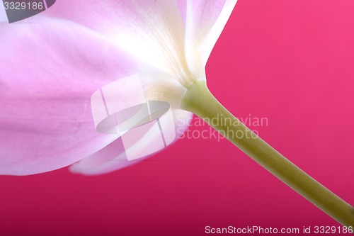 Image of Close up of Pink tulips in the red background