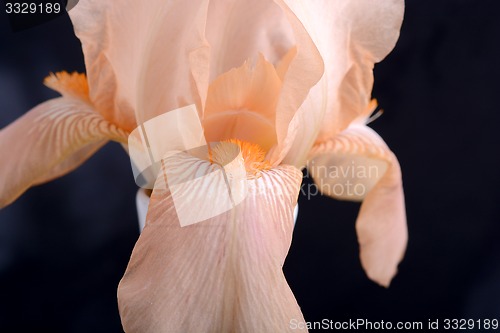 Image of Orange Cosmos flower on black background