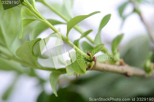 Image of green leaves background close up