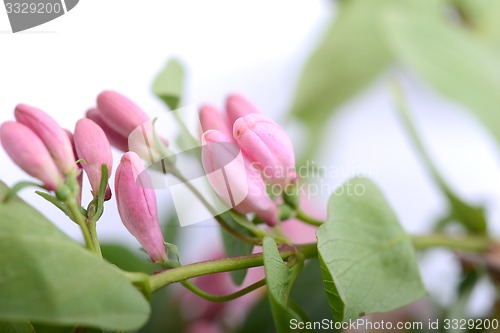 Image of Green leaves and spring flowers close up 