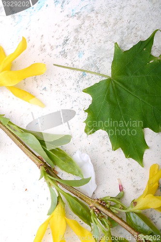 Image of Abstract floral background in vintage style. flowers on old  watercolor background