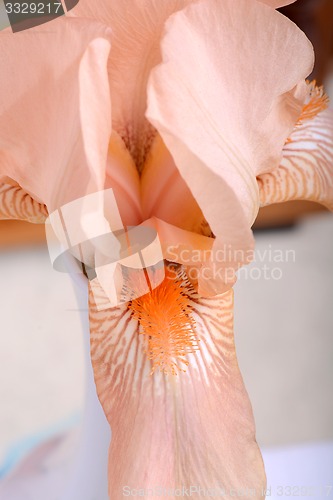 Image of A close-up of an orange Easter cactus bloom.