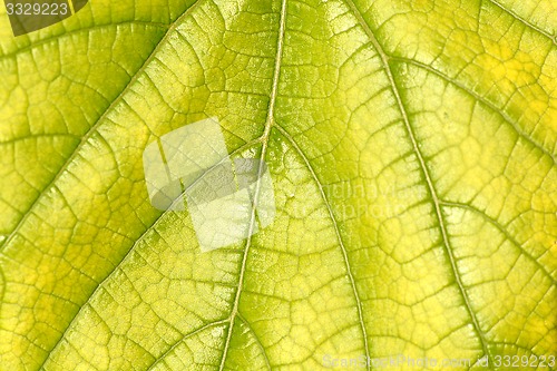 Image of green leaf close up nature background