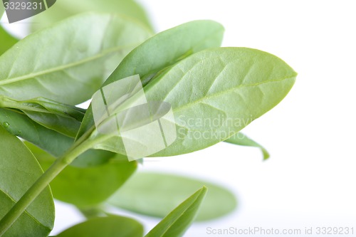 Image of green leaf background