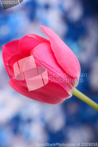 Image of Red tulips on blue and white background
