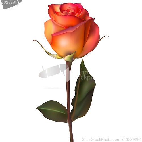 Image of Orange red Rose. EPS 10