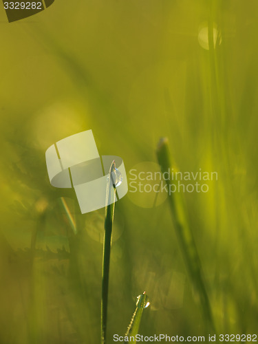 Image of grass with dew drops