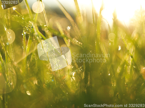 Image of grass with dew drops