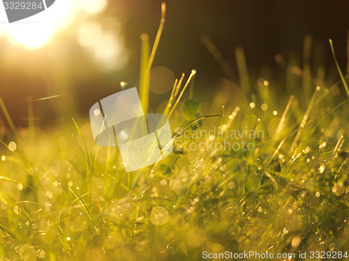 Image of grass with dew drops