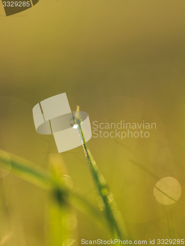 Image of grass with dew drops