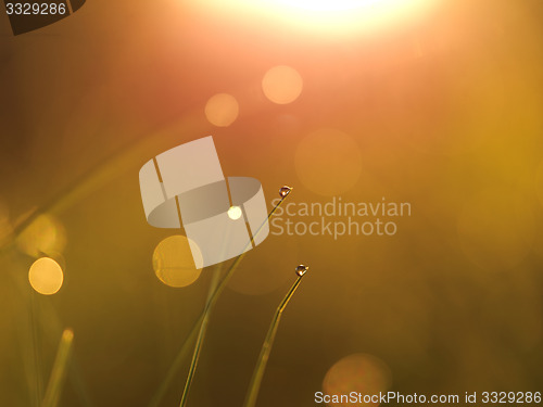 Image of grass with dew drops