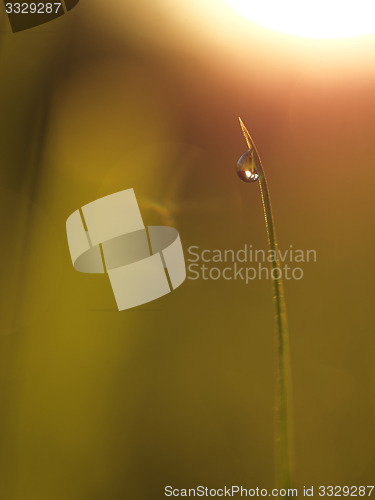 Image of grass with dew drops