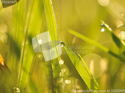 Image of grass with dew drops