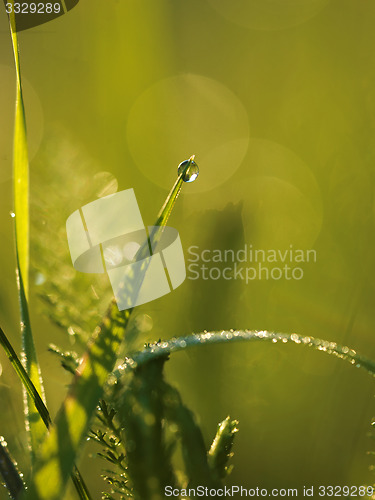 Image of grass with dew drops