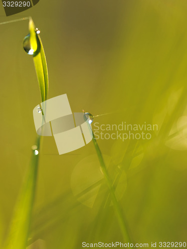 Image of grass with dew drops