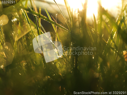 Image of grass with dew drops