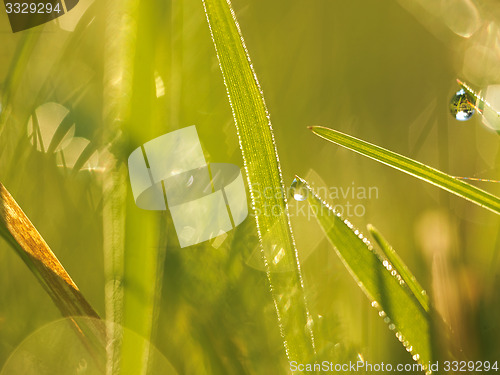 Image of grass with dew drops