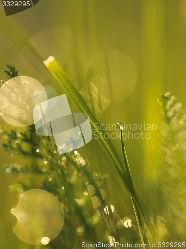 Image of grass with dew drops