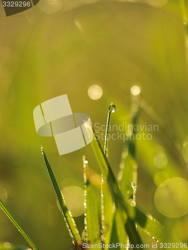 Image of grass with dew drops