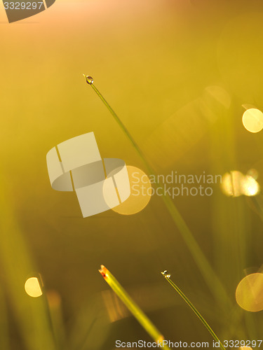 Image of grass with dew drops