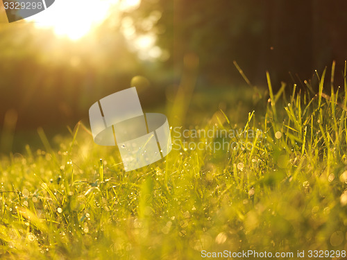 Image of grass with dew drops