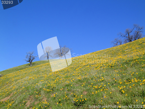 Image of Wildflower coverered hillside