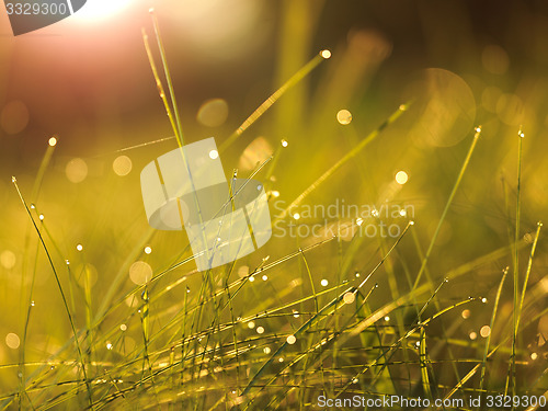 Image of grass with dew drops