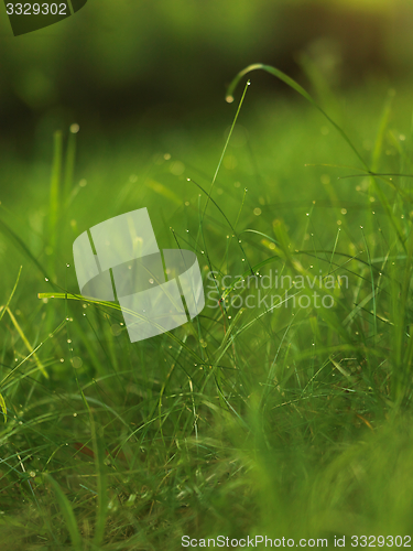 Image of grass with dew drops