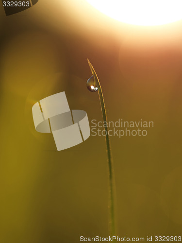 Image of grass with dew drops