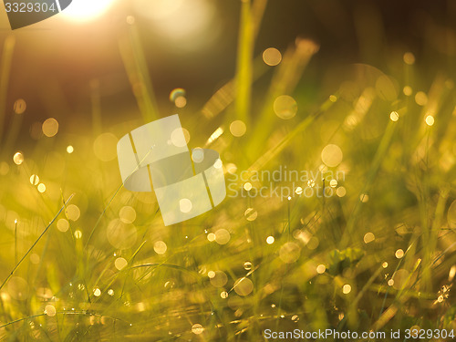 Image of grass with dew drops