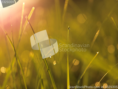 Image of grass with dew drops