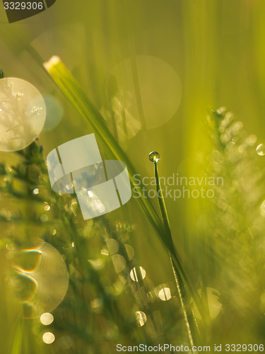 Image of grass with dew drops