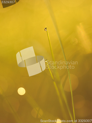 Image of grass with dew drops