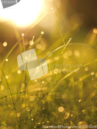 Image of grass with dew drops